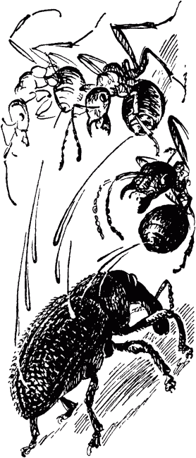 Маленькие труженики леса - _122.png