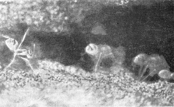 Маленькие труженики пустыни - i_005.jpg