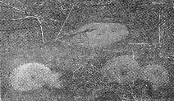 Маленькие труженики пустыни - i_006.jpg