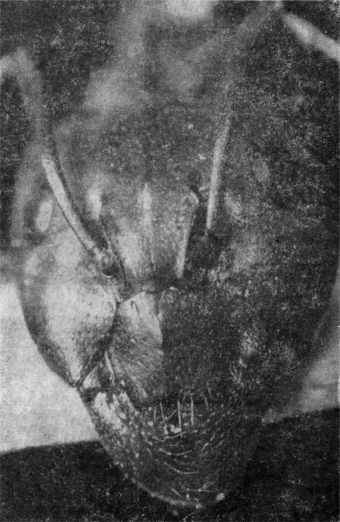 Маленькие труженики пустыни - i_008.jpg