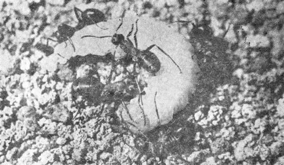 Маленькие труженики пустыни - i_009.jpg