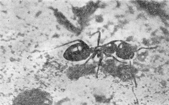 Маленькие труженики пустыни - i_011.jpg