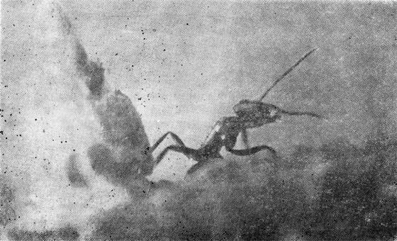 Маленькие труженики пустыни - i_013.jpg