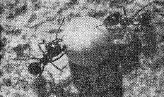 Маленькие труженики пустыни - i_014.jpg