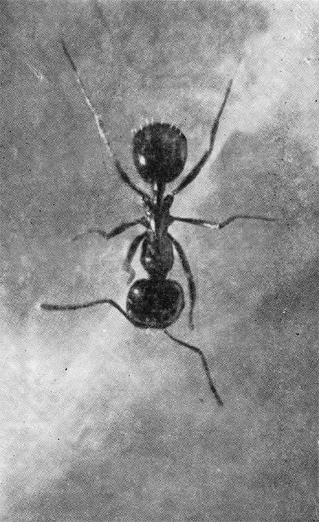 Маленькие труженики пустыни - i_015.jpg