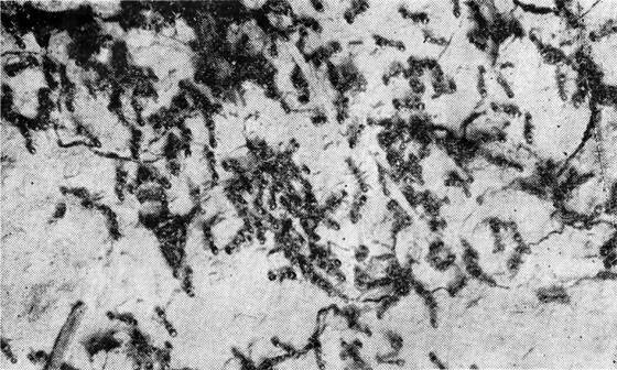 Маленькие труженики пустыни - i_016.jpg