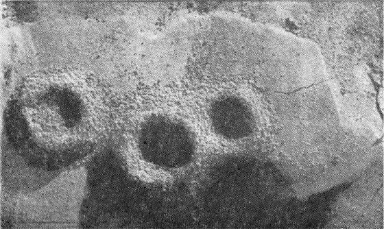 Маленькие труженики пустыни - i_017.jpg