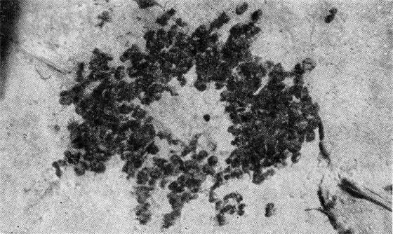 Маленькие труженики пустыни - i_018.jpg