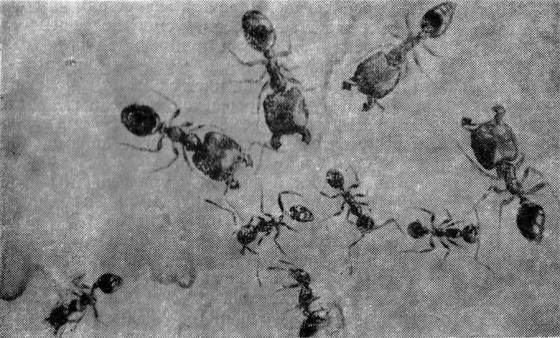 Маленькие труженики пустыни - i_020.jpg