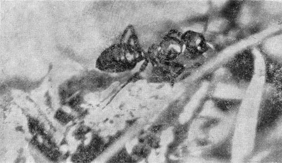 Маленькие труженики пустыни - i_021.jpg