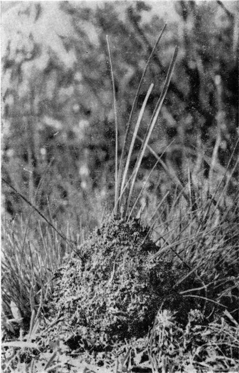 Маленькие труженики пустыни - i_022.jpg