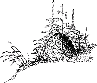 Муравей-путешественник - _23.png