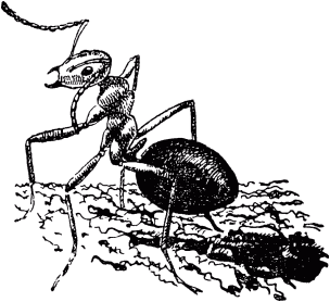 Муравей-путешественник - _25a.png