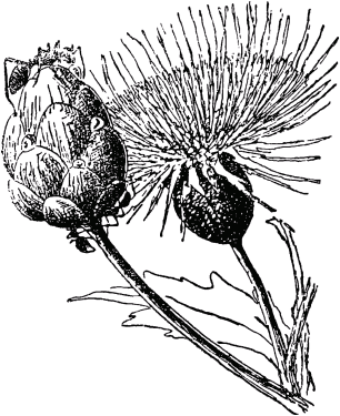 Муравей-путешественник - _26.png