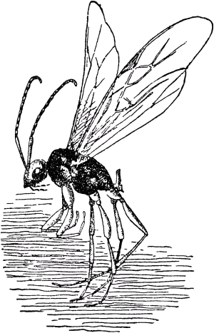 Муравей-путешественник - _39.png