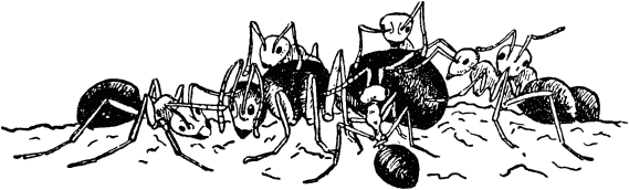 Муравей-путешественник - _42.png