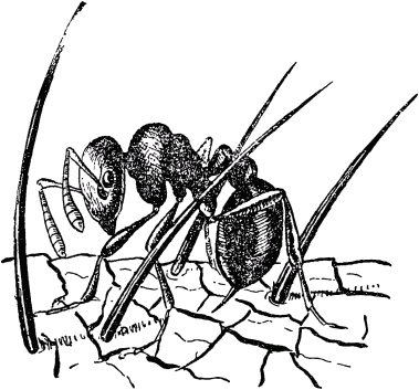 Муравей-путешественник - _59.png