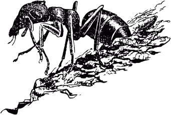 Муравей-путешественник - _71.png