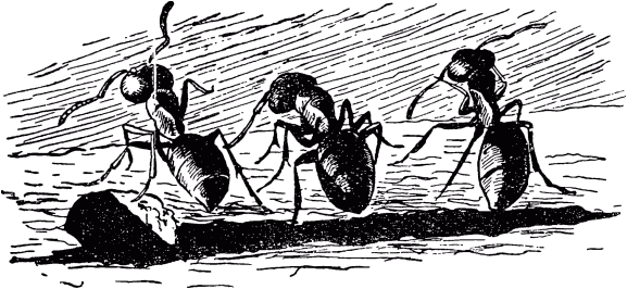 Муравей-путешественник - _82.png