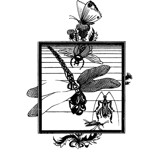 Насекомые вокруг нас - i_003.png