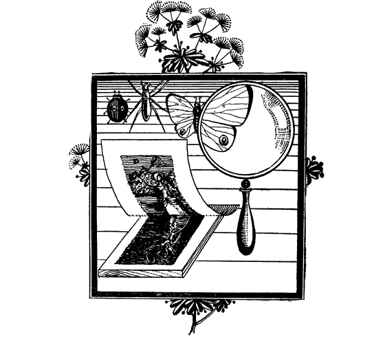 Насекомые вокруг нас - i_007.png