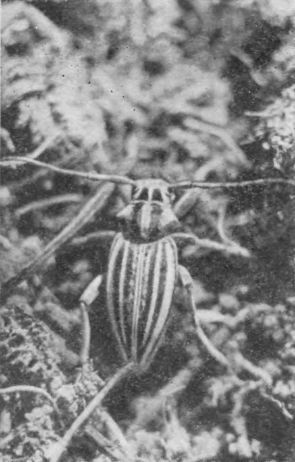 Насекомые защищаются - _117b.jpg