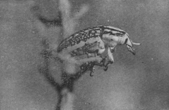 Насекомые защищаются - _119a.jpg