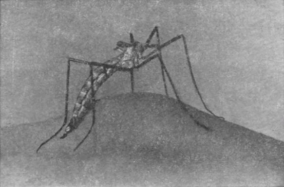 Насекомые защищаются - _123.jpg