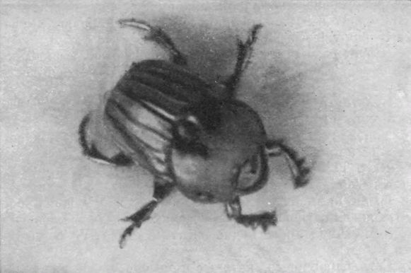 Насекомые защищаются - _127.jpg