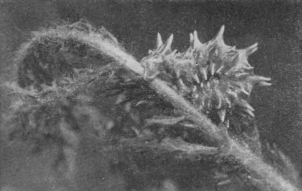 Насекомые защищаются - _141a.jpg