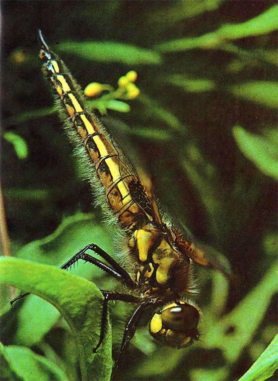 Насекомые и цветы - i_005.jpg