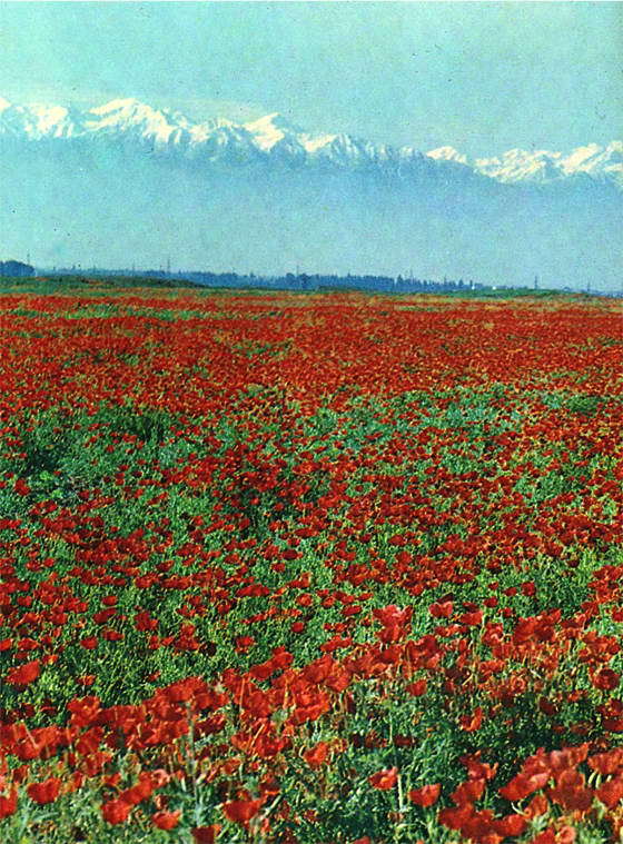 Насекомые и цветы - i_012.jpg