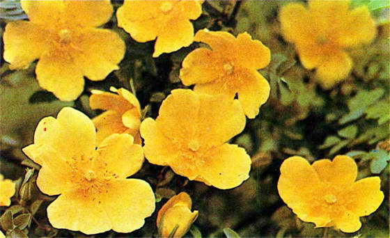 Насекомые и цветы - i_016.jpg