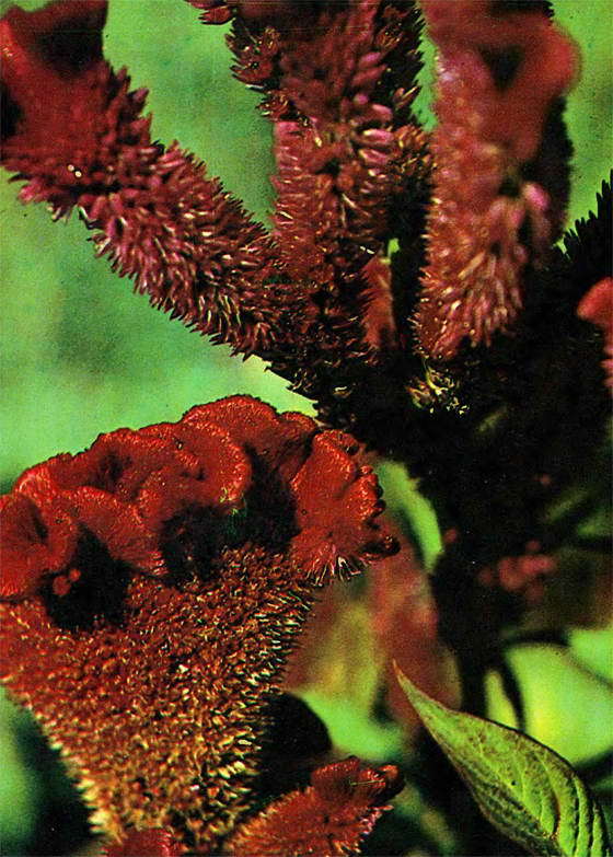 Насекомые и цветы - i_023.jpg