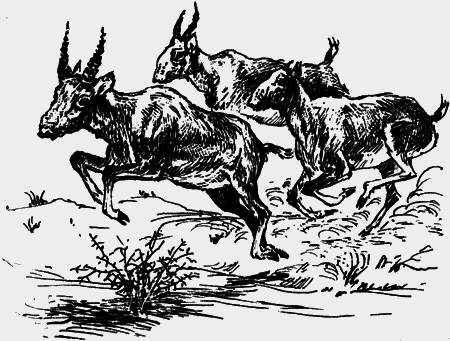 Неожиданные встречи - img13.png