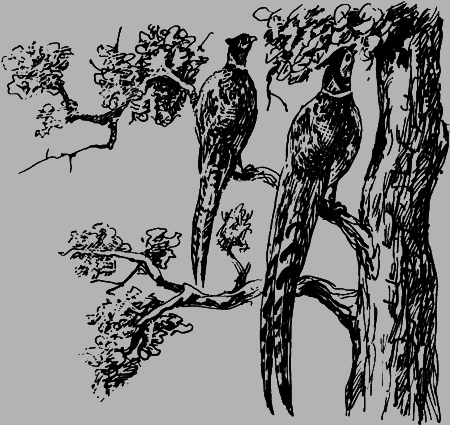 Неожиданные встречи - img16.png