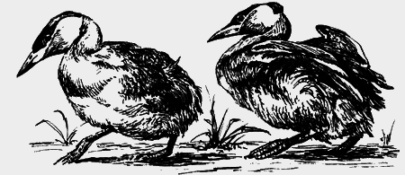 Неожиданные встречи - img27.png