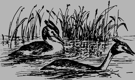 Неожиданные встречи - img34.png