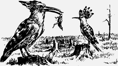 Неожиданные встречи - img40.png