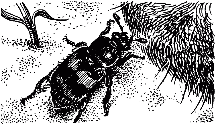 Чем питаются насекомые - i_019.png