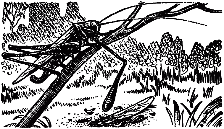 Чем питаются насекомые - i_020.png