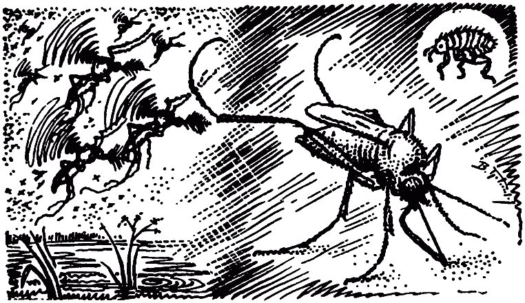 Чем питаются насекомые - i_021.png