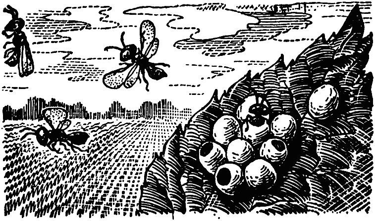 Чем питаются насекомые - i_022.png