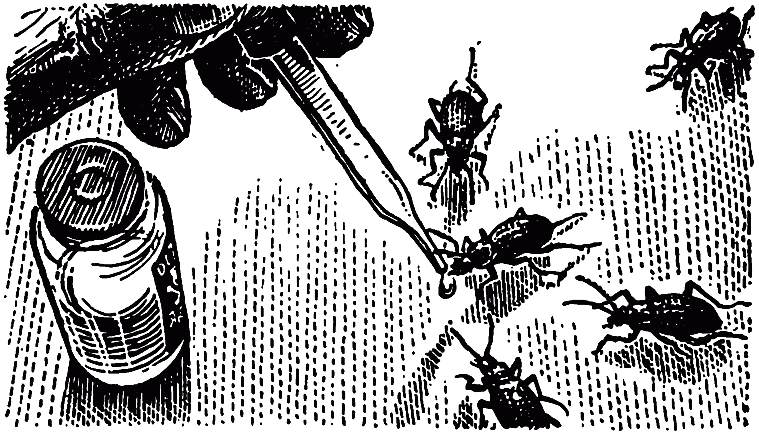 Чем питаются насекомые - i_026.png