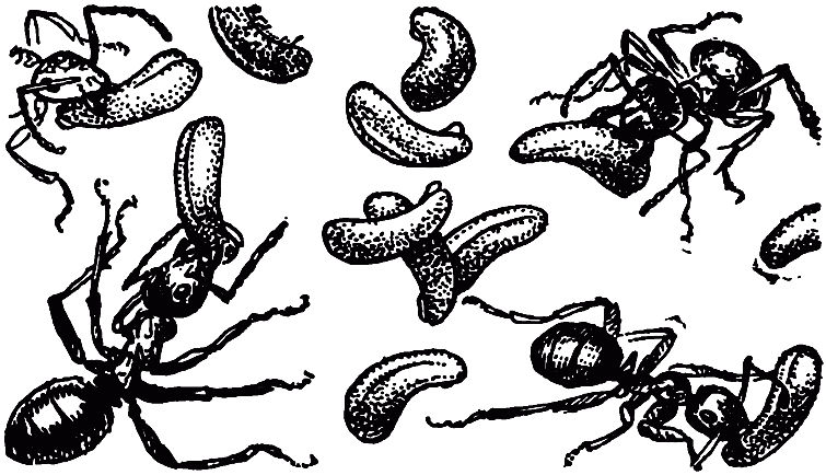 Чем питаются насекомые - i_028.png