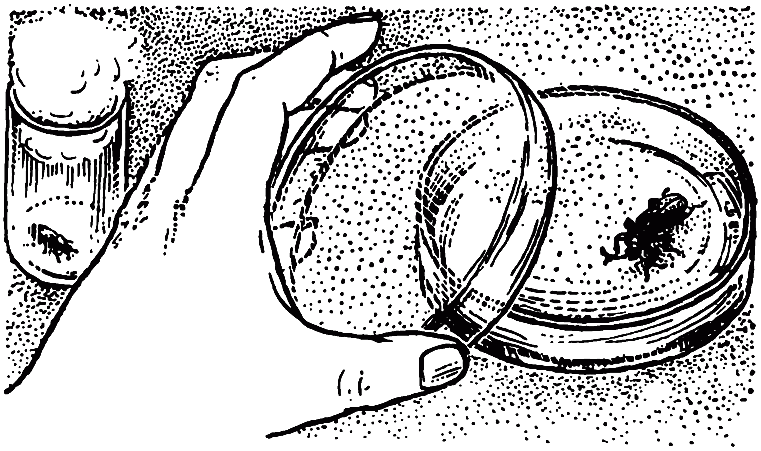 Чем питаются насекомые - i_030.png