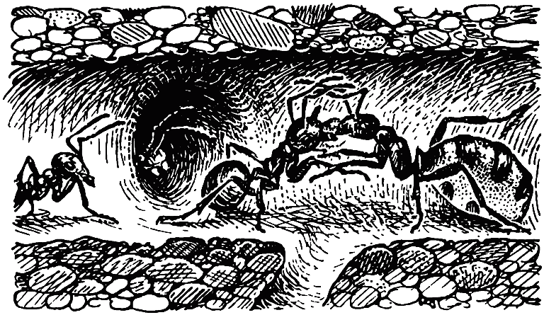 Чем питаются насекомые - i_031.png