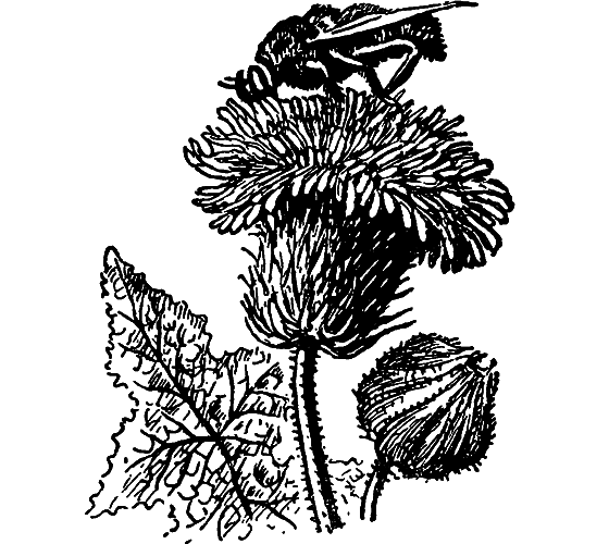 Чудесная пестрокрылка - i_003.png