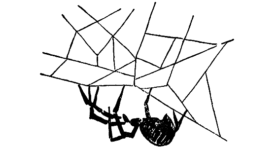 Чудесная пестрокрылка - i_007.png