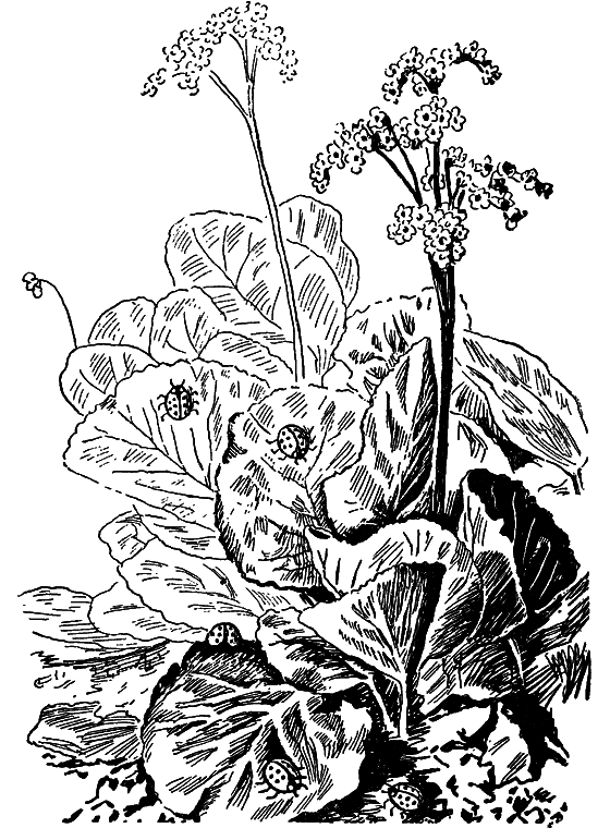 Чудесная пестрокрылка - i_010.png